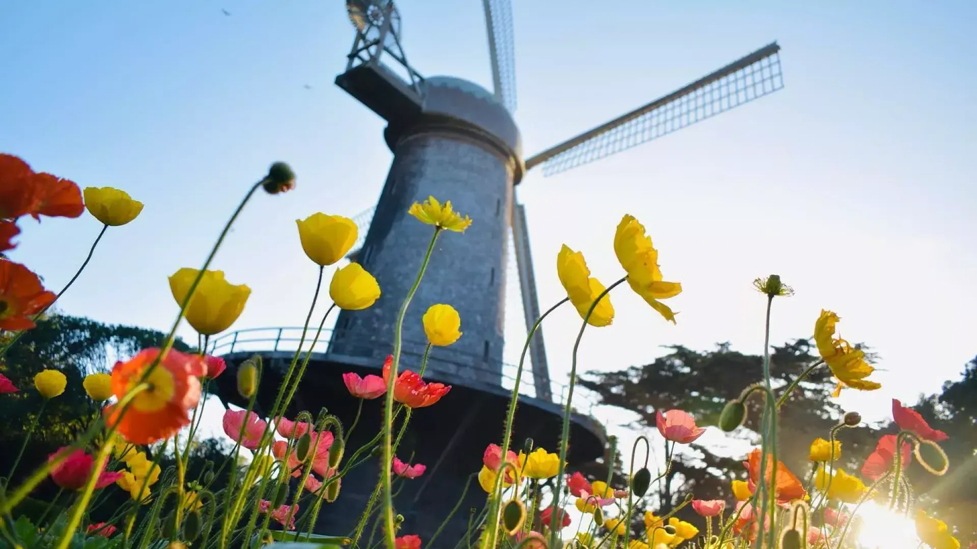 골든 게이트 공원(Golden Gate Park)의 유명한 풍차 아래에는 튤립이 피어 있습니다.