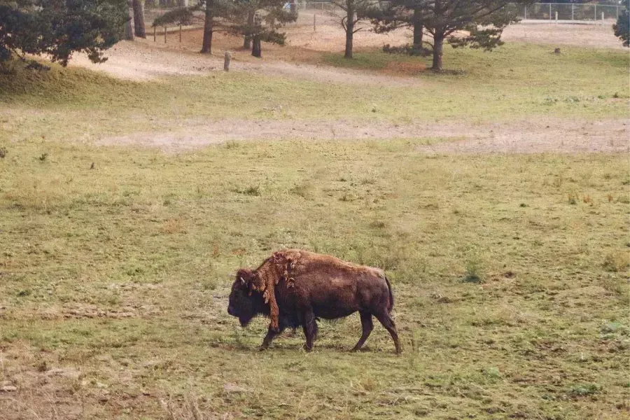 Golden Gate Park Bison Paddock有一只水牛. 贝博体彩app、加利福尼亚.